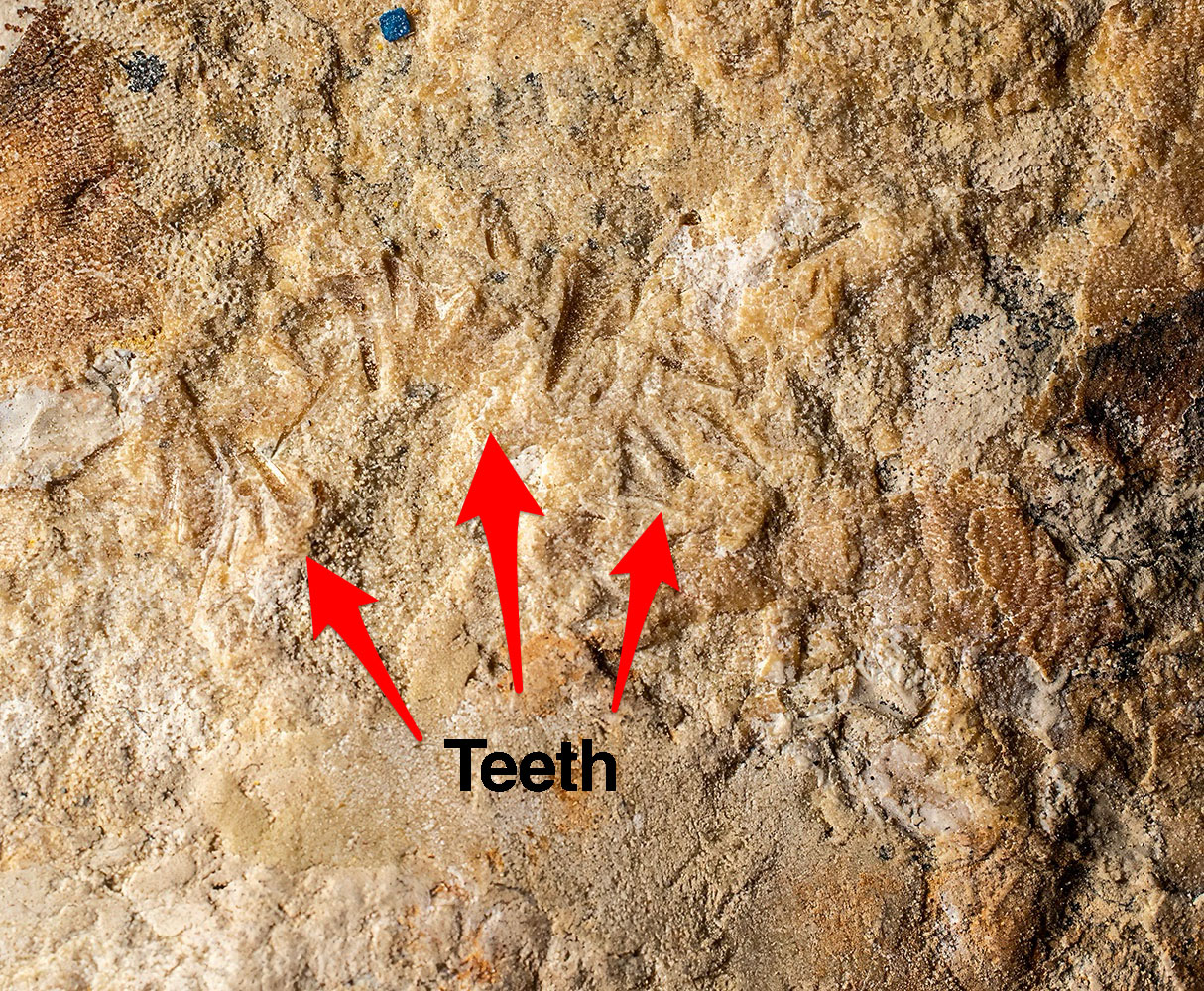 Huge Complete Cretaceous Shark - Odontaspis - Image 8