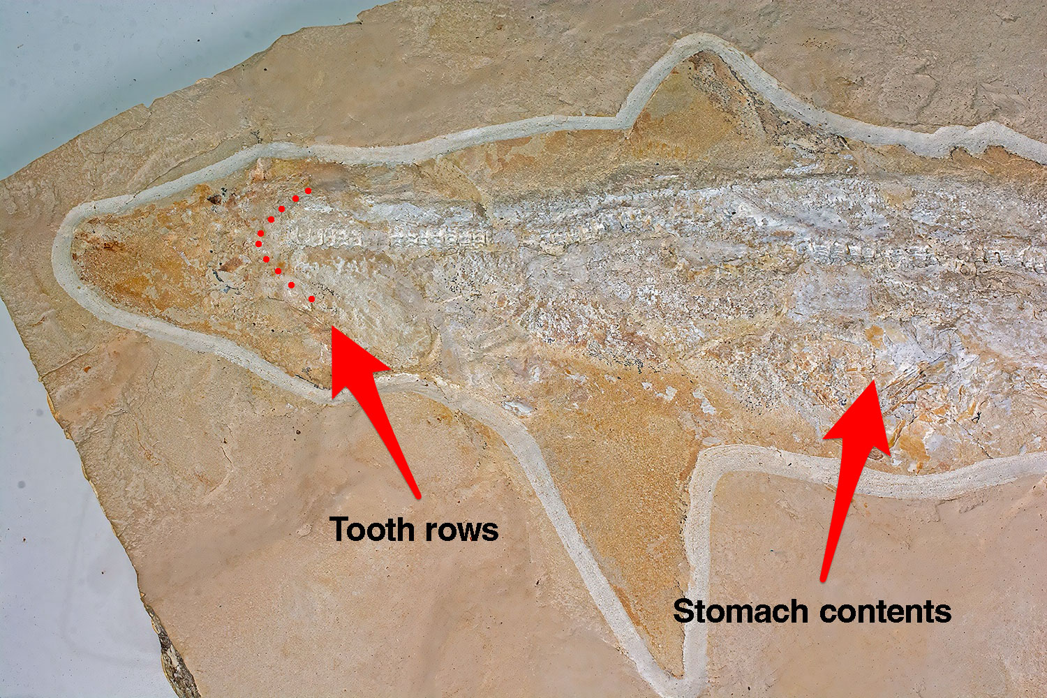 Huge Complete Cretaceous Shark - Odontaspis - Image 4
