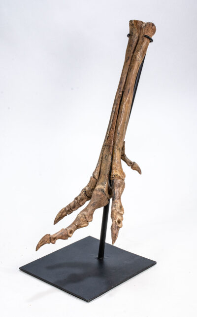 Dinosaur foot - Ornithomimus