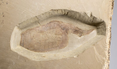 Enigmatic Vetulicolan - Pomatrum