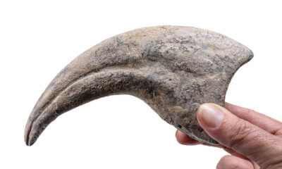 Huge Spinosaurid Hand Claw - Suchomimus