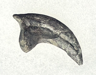 The original raptor - Deinonychus