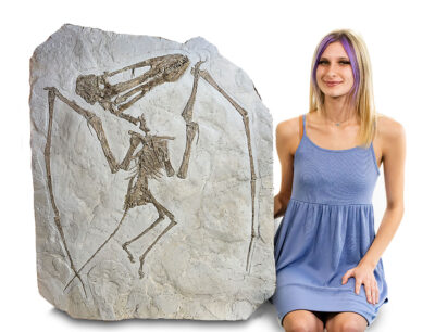 Complete pterosaur - Haopterus