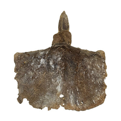 Pterosaur sternum - Pteranodon sp.