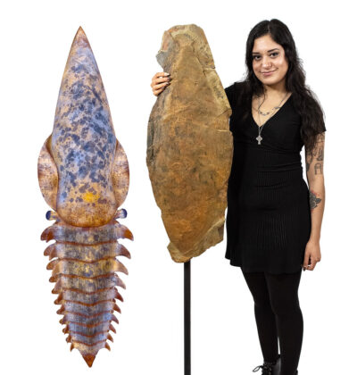 Huge Ordovician Anomalocaridid Headshield - Aegirocassis