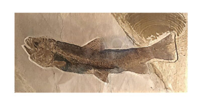 Earliest Salmon - Eosalmo