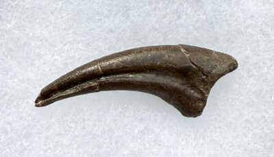 Rare Velociraptorine foot claw - Acheroraptor