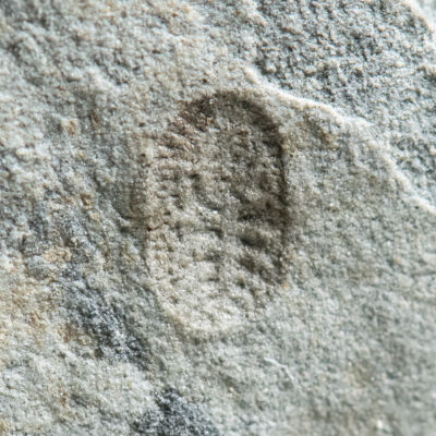 Extremely rare Precambrian enigma - Cyanorus