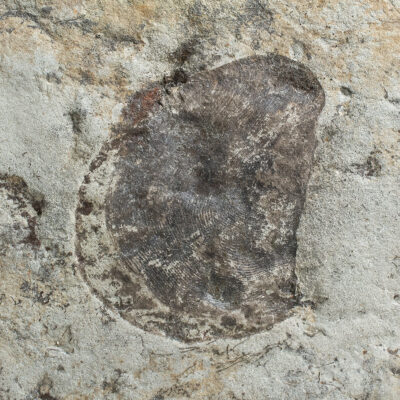 Rare Precambrian animal - Andiva