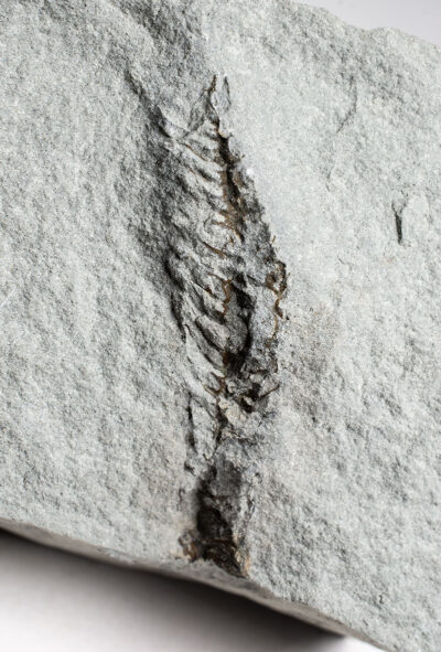 Extremely rare Precambrian frond - Charnodiscus