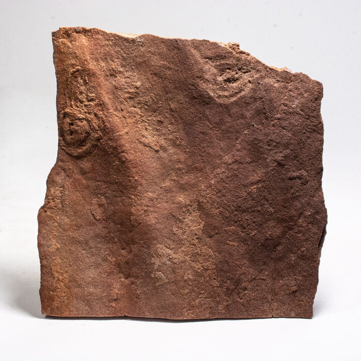 Rare Australian Precambrian Metazoan - Conomedusites