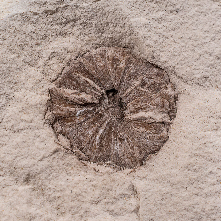 Cone