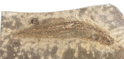 Bear Gulch Fish -Paratarassius