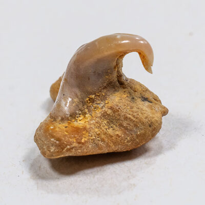 Pathological Megamouth Shark Tooth - Megachasma
