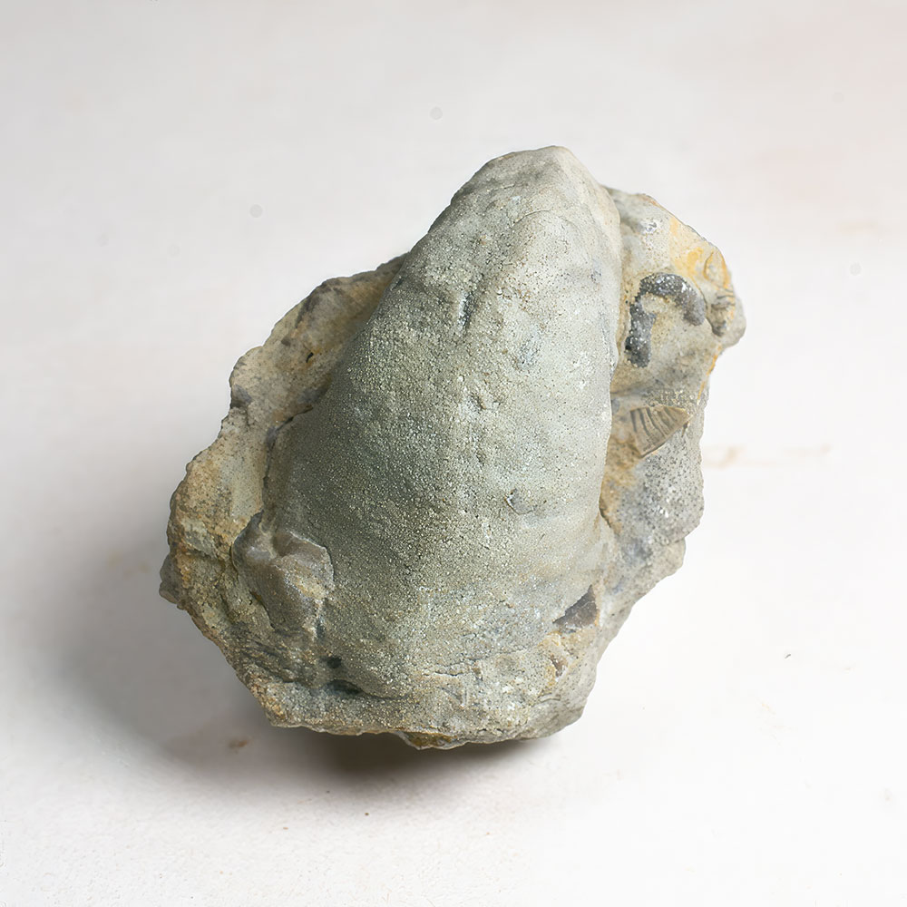 Monoplacophoran mollusc - Cyrolites - Image 2