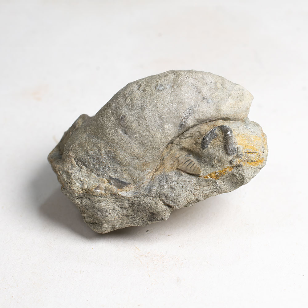 Monoplacophoran mollusc - Cyrolites - Image 3