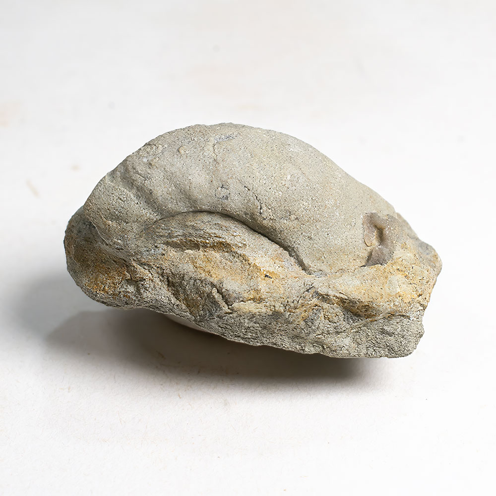 Monoplacophoran mollusc - Cyrolites - Image 4