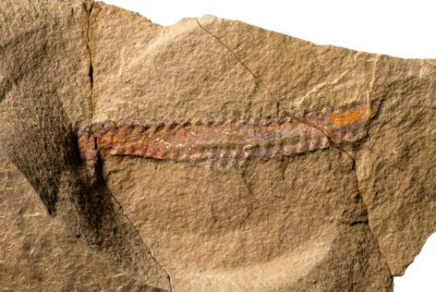 Ordovician Polychaete Worm