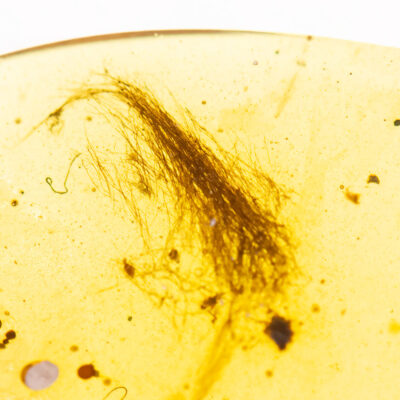 Mystery Hair in amber