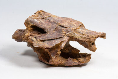 Archer Fish skull -Palaeonotopterus