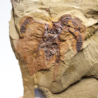 Huge Marrellamorph Arthropod - Furca