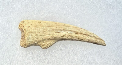 Ornithomimid Hand Claw - Gallimimus