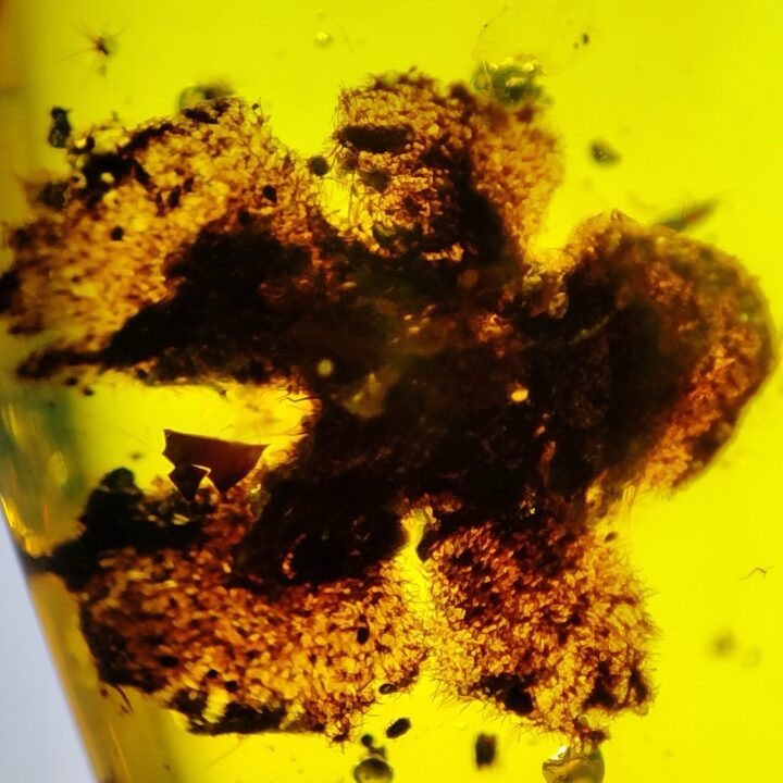 Cretaceous Flower in Amber