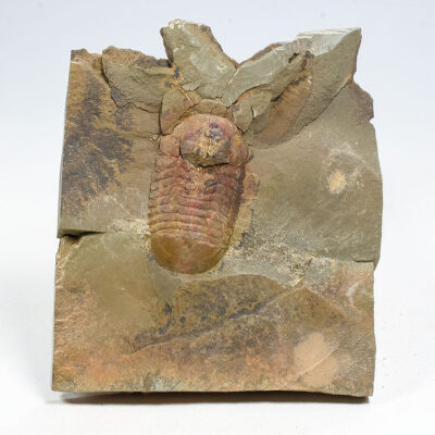 Ordovician Trilobite with antennae - Symphysurus