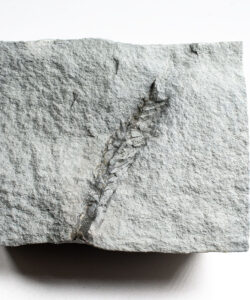 ★☆中古美品！ FOSSIL Natural 154cm 2017年モデル 赤 中古美品！ FOSSIL Natural 154cm 2017年モデル 赤