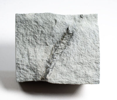 Extremely Rare Problematica -Charnodicus