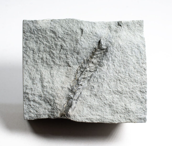 Extremely Rare Problematica -Charnodicus