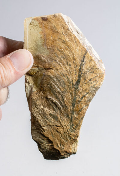 Famous Early Plant - Baragwanathia