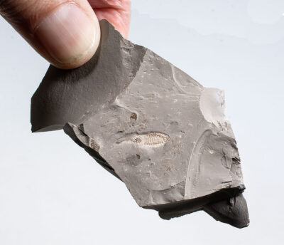 Crustacean-Daohugounaias cheni