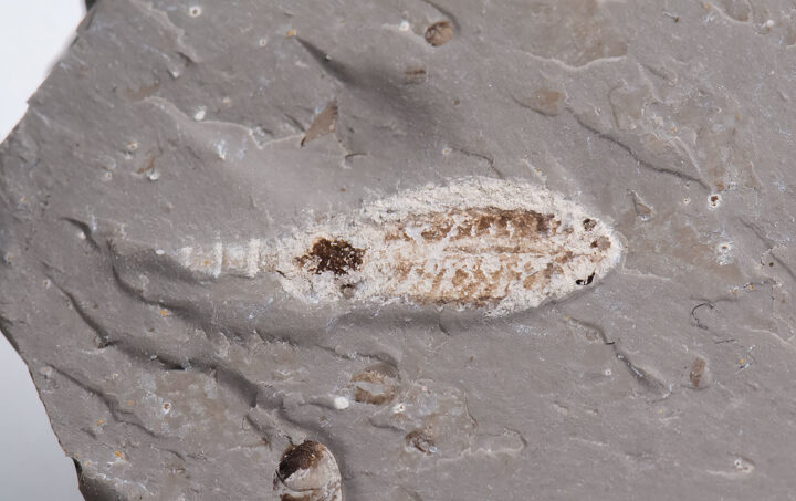 Cretaceous Fairy Shrimp - Daohugounaias