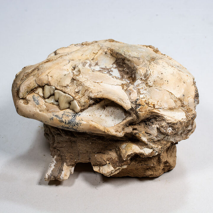 Miocene Cheetah-like Cat - Yoshi (Metailurus)