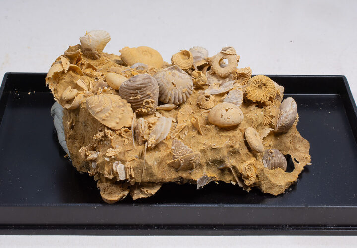 Jurassic Seafloor