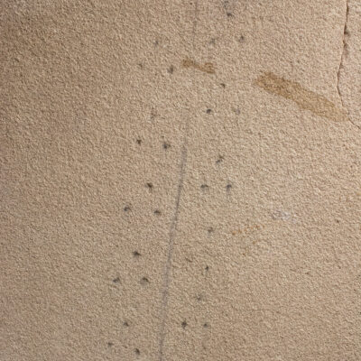 Permian Scorpion Tracks