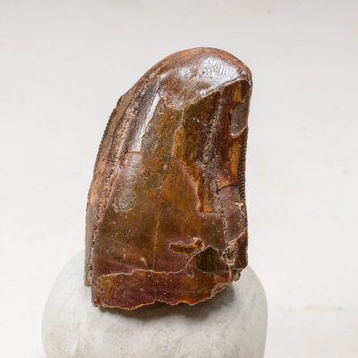 Worn Tyrannosaurus rex tooth