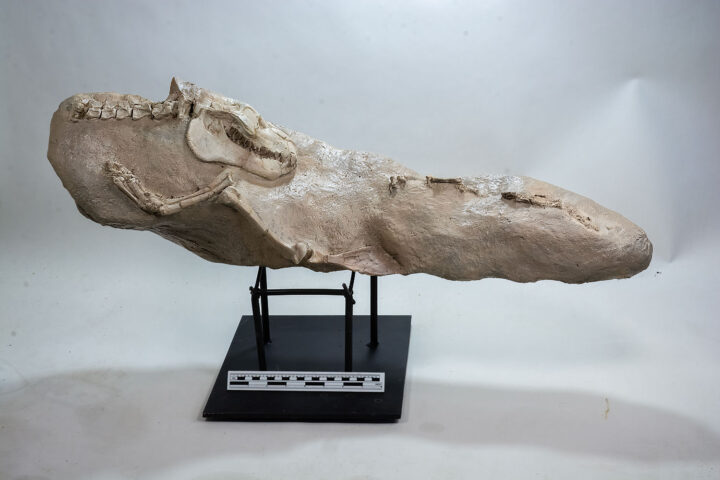 Oreodont skeleton plus undescribed lizard - Merycoidodon