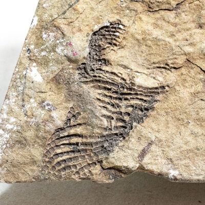 Rare echinoderm - Helicoplacus