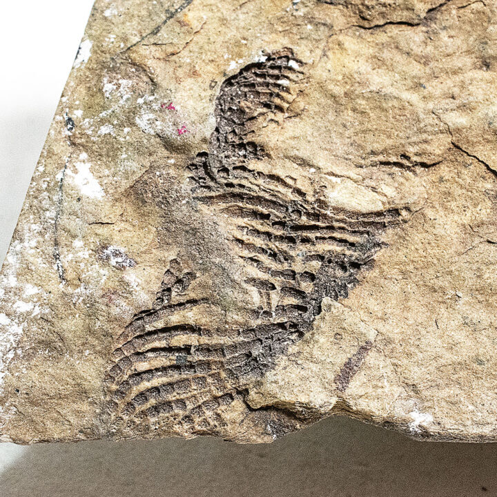 Rare echinoderm - Helicoplacus
