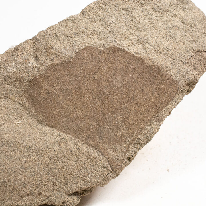 Cretaceous Ginkgo
