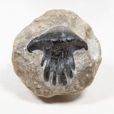 Huge Petalodont tooth - Polyrhizodus