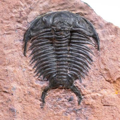 Rare Weeks Trilobite - Tricrepicephalus