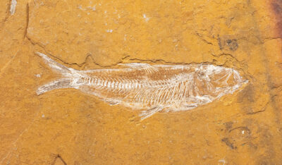 Jurassic Fish - Leptolepis talbragarensis
