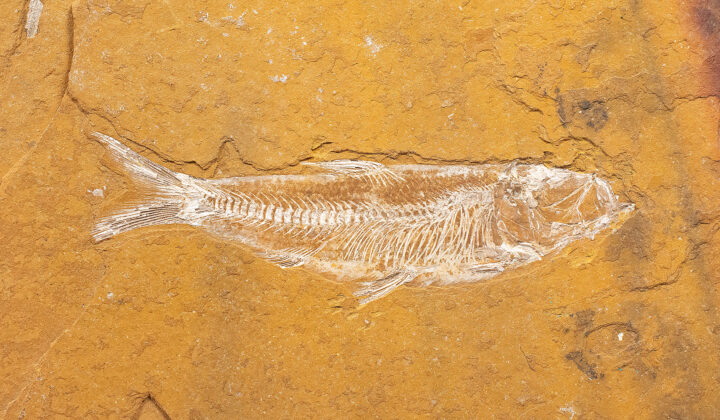 Jurassic Fish - Leptolepis talbragarensis