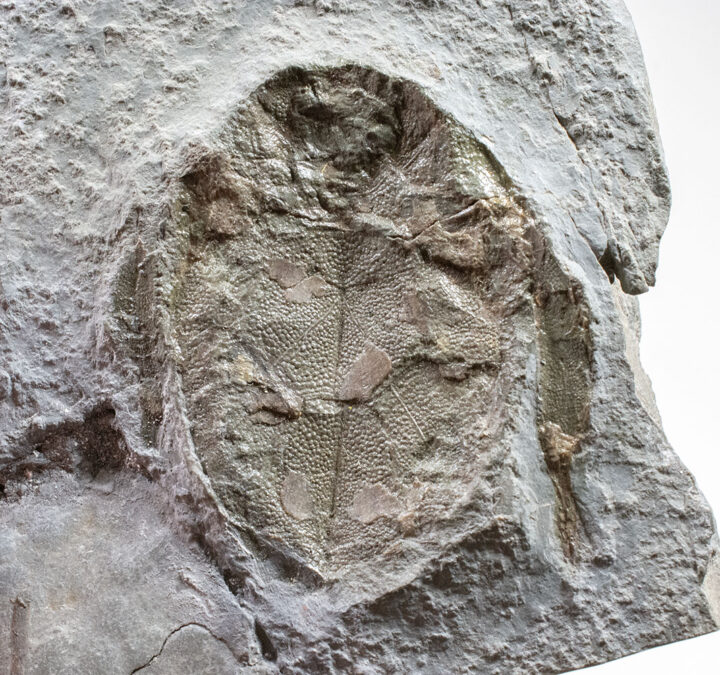 Iconic Devonian Fish - Bothriolepis