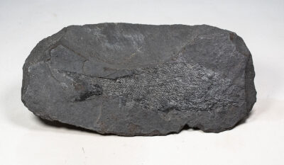 Permian Fish from Germany - Palaeoniscum