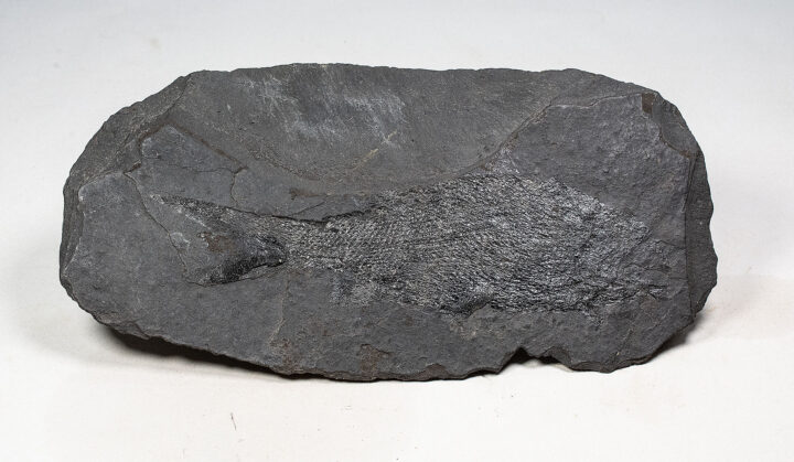 Permian Fish from Germany - Palaeoniscum