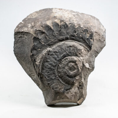 The Saw-Toothed Shark - Helicoprion